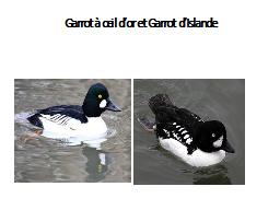 Garrot à œil d’or et Garrot d’Islande