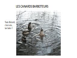 LES CANARDS BARBOTEURS