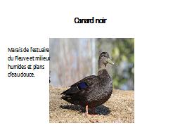 Canard noir