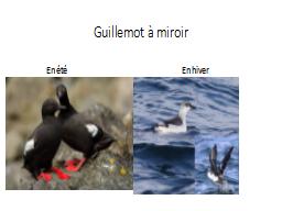 Guillemot à miroir