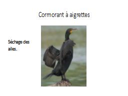 Cormorant à aigrettes