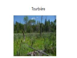Tourbière