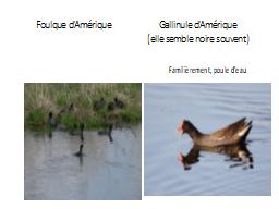       Foulque d’Amérique                       Gallinule d’Amé