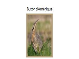 Butor d’Amérique