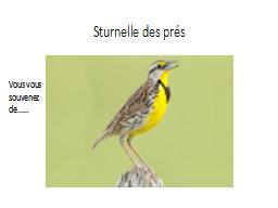 Sturnelle des prés