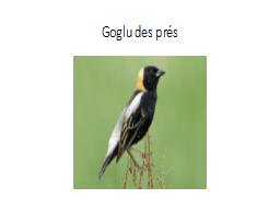 Goglu des prés