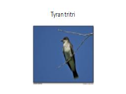 Tyran tritri