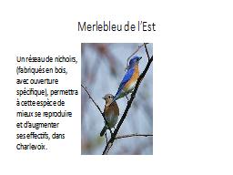 Merlebleu de l’Est