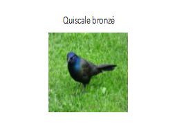 Quiscale bronzé