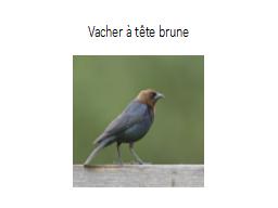 Vacher à tête brune