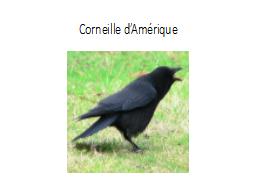 Corneille d’Amérique