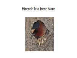 Hirondelle à front blanc