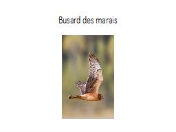 Busard des marais