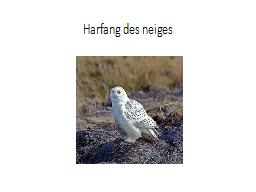 Harfang des neiges
