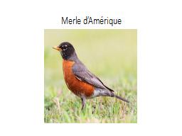 Merle d’Amérique