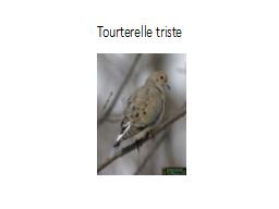 Tourterelle triste
