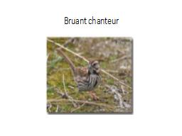 Bruant chanteur