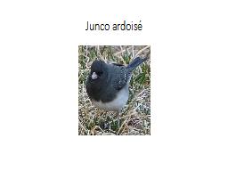 Junco ardoisé