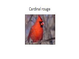 Cardinal rouge