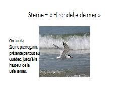 Sterne = « Hirondelle de mer »