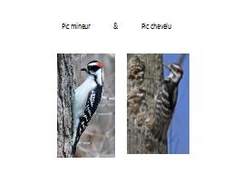 Pic mineur               &               Pic chevelu