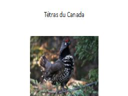 Tétras du Canada