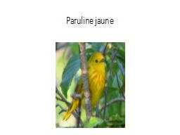 Paruline jaune