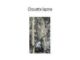 Chouette lapone