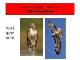 Les saisons : passage d’oiseaux de proie
L’automne en particuli