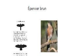 Épervier brun