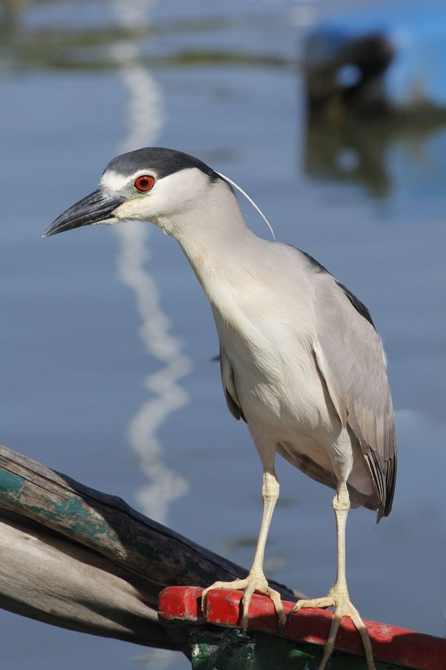 Bihoreau gris Bihoreau gris