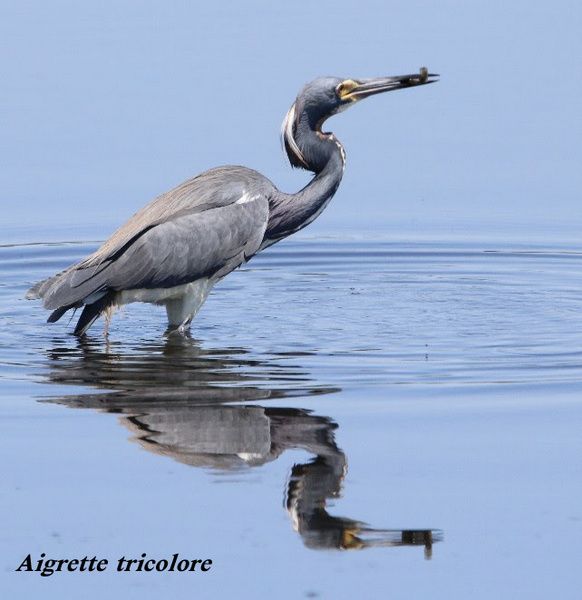 Aigrette tricolore