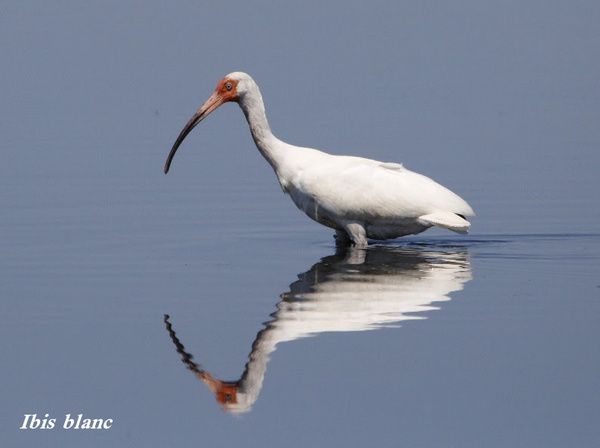 Ibis