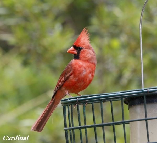 Cardinal