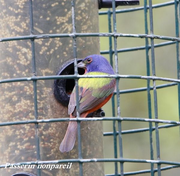 Passerin nonpareil
