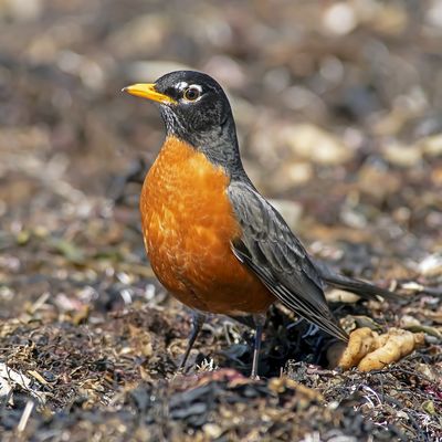 Les couleurs du merle Les couleurs du merle