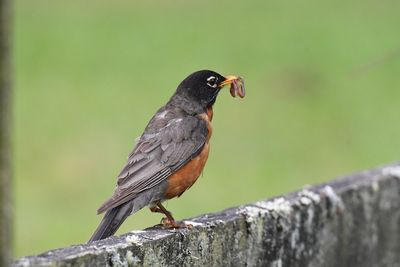 Un bon ver de terre! Un bon ver de terre!
