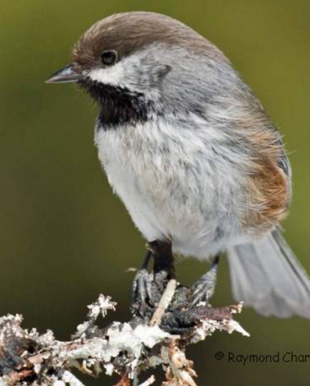 Mésange à tête brune Mésange à tête brune