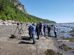 Observation des faucons pèlerins Observation des faucons pèlerins