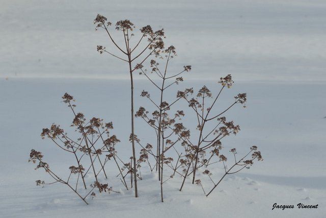 Jacques Vincent - Hiver 2